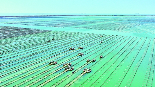 海參育苗備秋播